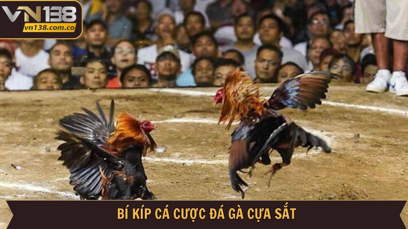 Đá Gà Cựa Sắt - Cuộc Chiến Đầy Nảy Lửa Tại VN138 4 Hé lộ chiến lược thắng đậm tại đá gà cựa sắt