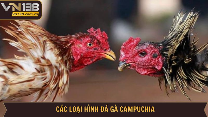 Thể loại trong đá gà Campuchia đang được săn đón tại địa chỉ 