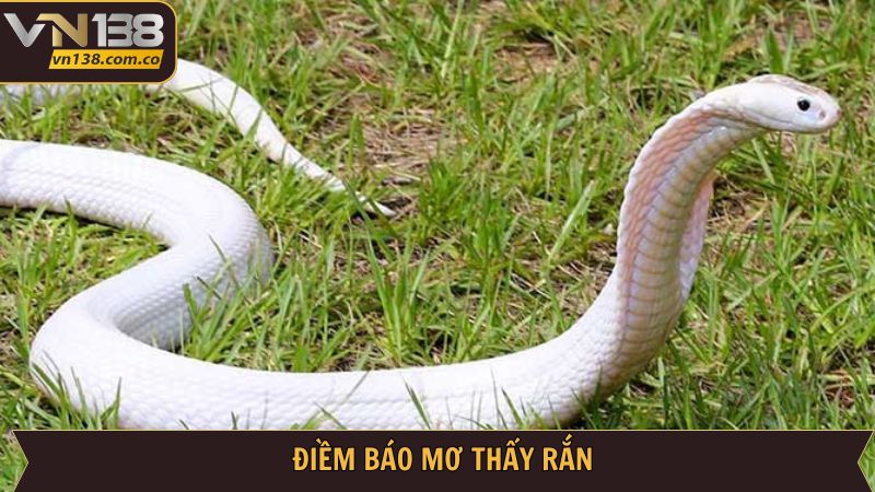 Mơ Thấy Rắn - Khám Phá Điềm Báo Tốt Xấu Cùng VN138 3 Chi tiết ý nghĩa tốt xấu của giấc mơ thấy rắn