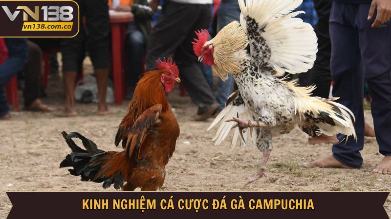 Kinh nghiệm bất bại giúp thành viên chiến thắng đá gà Campuchia 