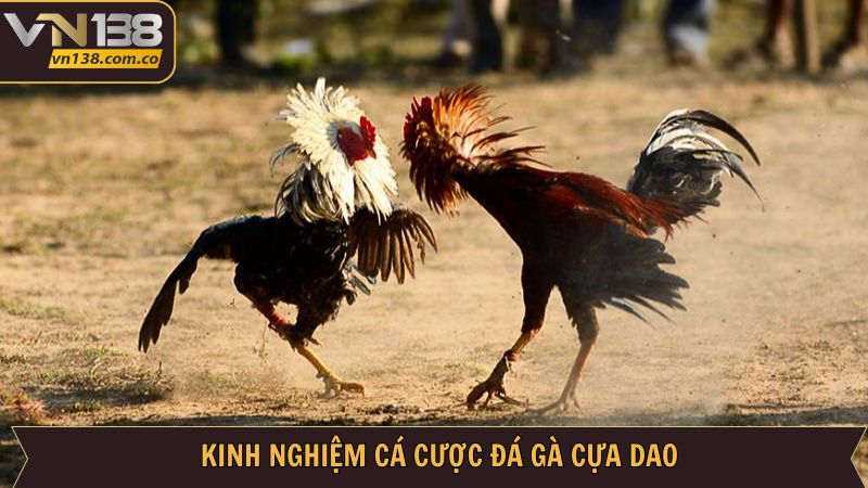 Đá Gà Cựa Dao Tại VN138 - Chinh Phục Trận Chiến Khốc Liệt 4 Chinh phục dễ dàng đá gà cựa dao với các bí kíp hay