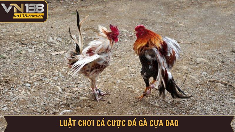 Đá Gà Cựa Dao Tại VN138 - Chinh Phục Trận Chiến Khốc Liệt 3 Chia sẻ quy luật đá gà cựa dao cực chi tiết