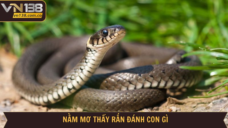 Mơ Thấy Rắn - Khám Phá Điềm Báo Tốt Xấu Cùng VN138 4 Con đề khả năng xuất hiện cao khi mộng thấy rắn