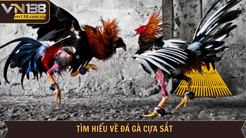 Đá Gà Cựa Sắt - Cuộc Chiến Đầy Nảy Lửa Tại VN138 2 Khái quát ý chính về đá gà cựa sắt