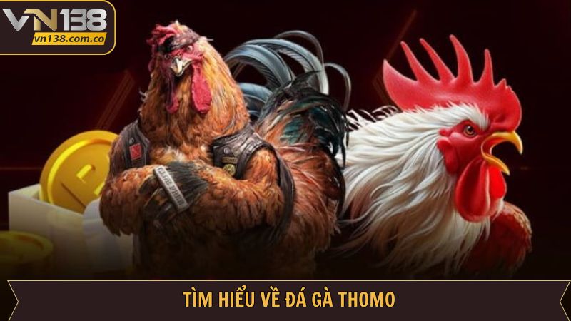 Đá Gà Thomo VN138 - Trải Nghiệm Đỉnh Cao Uy Tín Minh Bạch 2 Đôi nét tìm hiểu thông tin hình thức đá kê Thomo